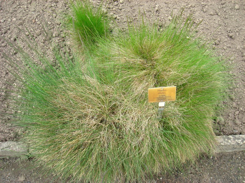 Matgrass photo 2