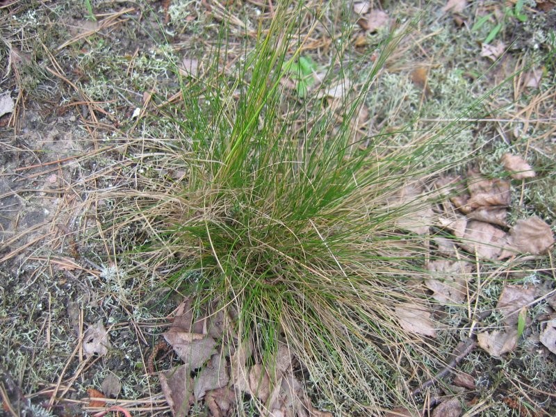 Matgrass photo 3