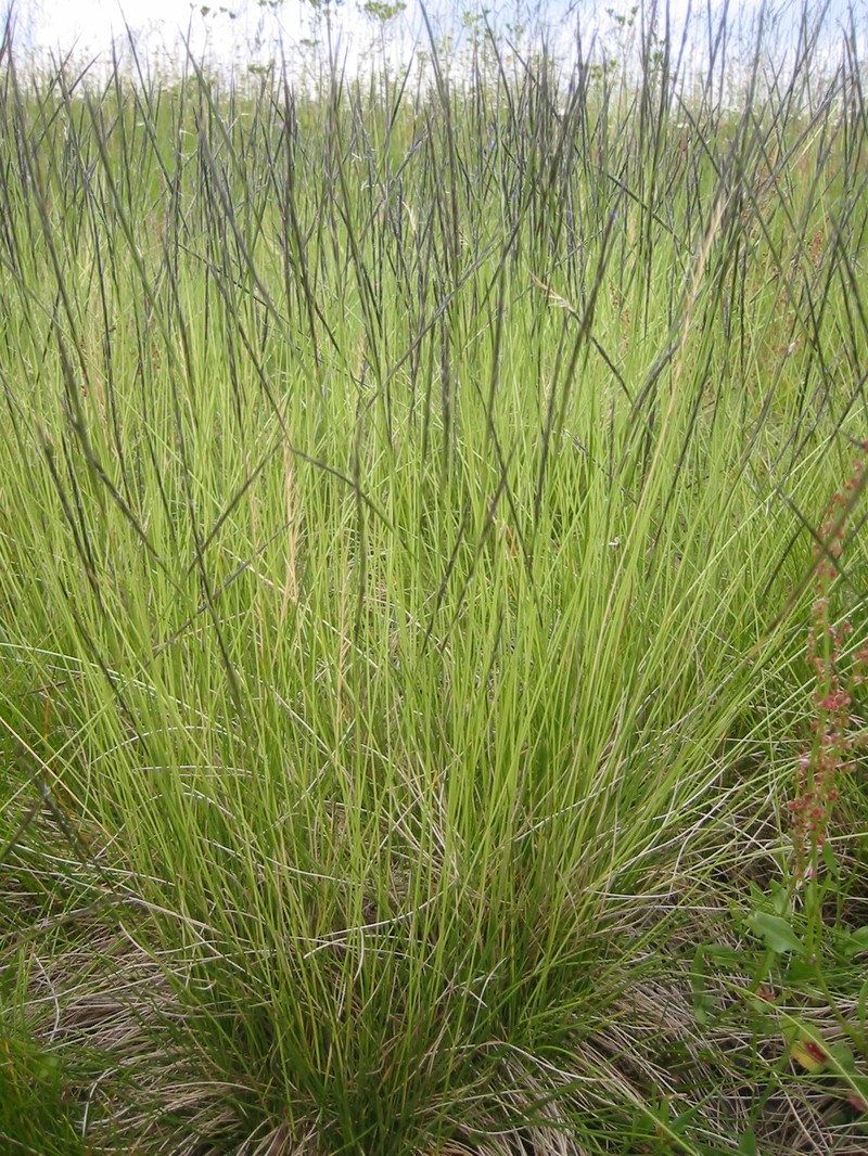 Matgrass