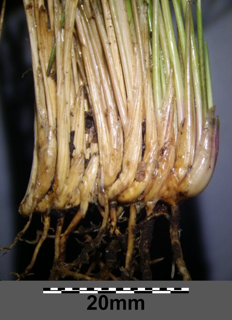 Matgrass photo 6