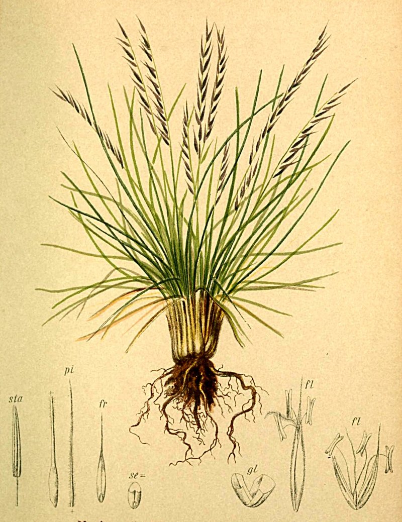 Matgrass photo 7