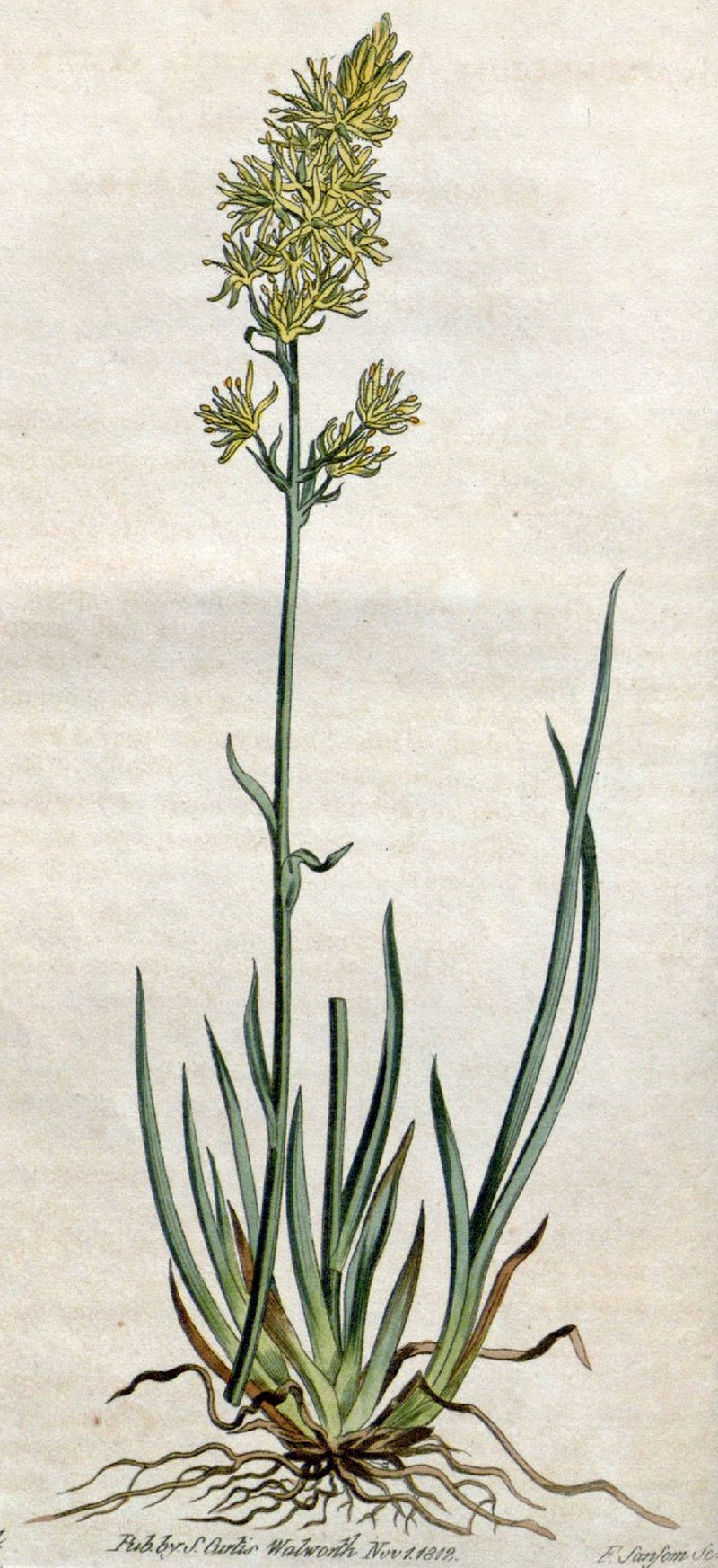 Yellow Asphodel photo 2
