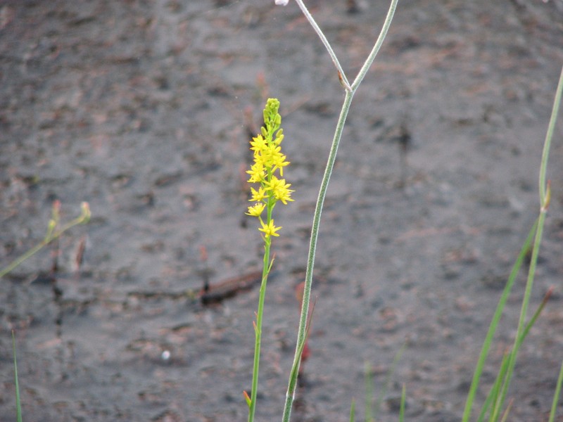 Yellow Asphodel