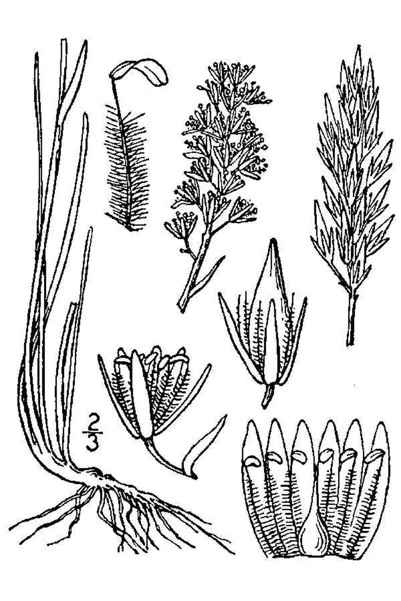 Yellow Asphodel photo 4
