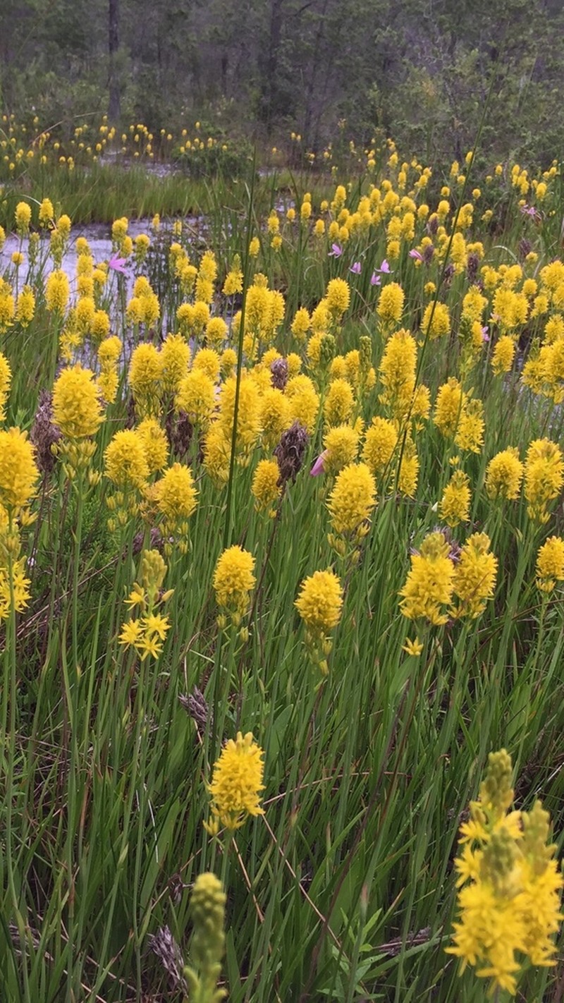 Yellow Asphodel photo 3