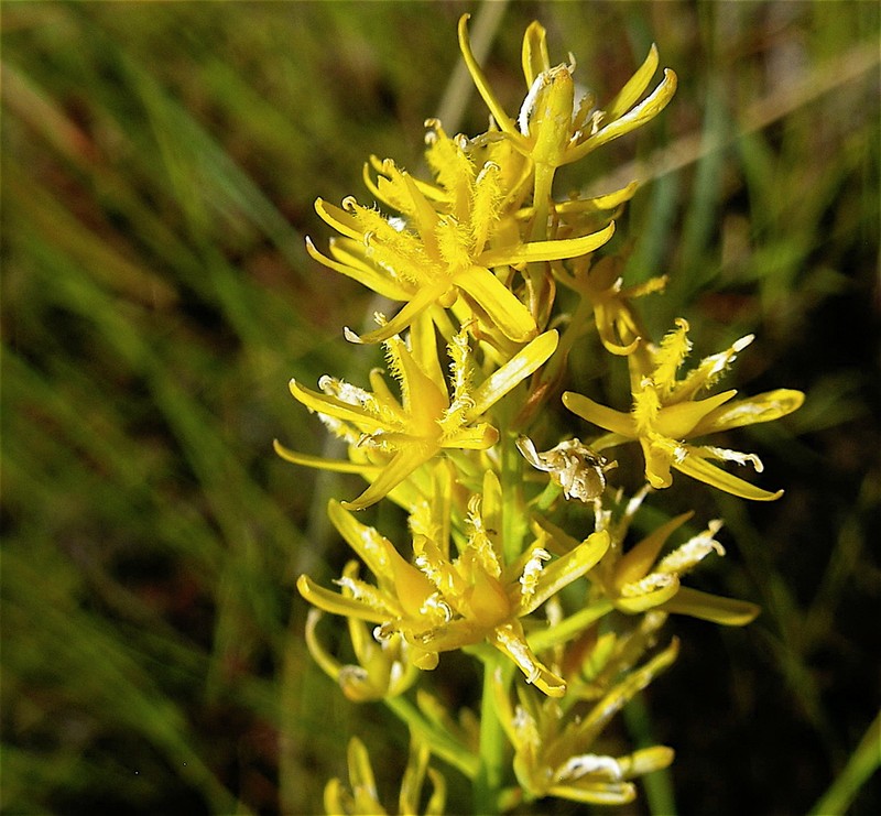 Yellow Asphodel photo 4