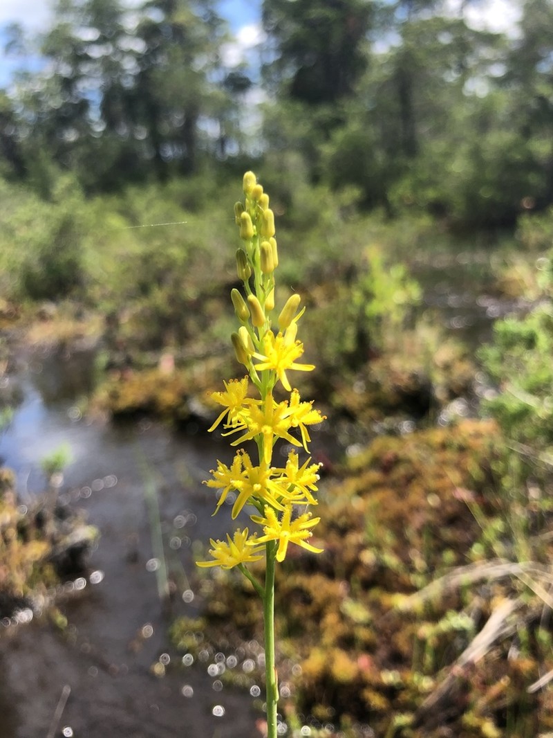 Yellow Asphodel photo 5