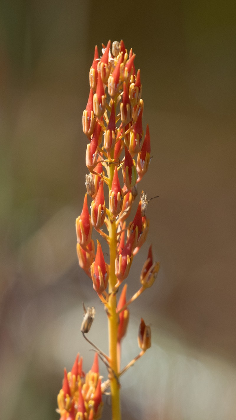 Yellow Asphodel photo 6