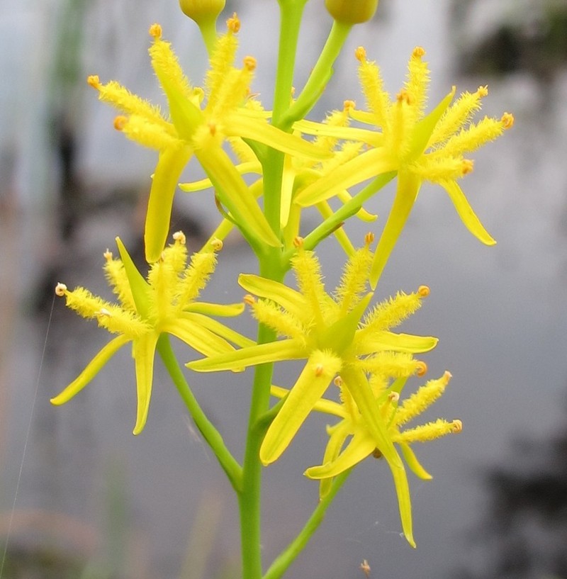 Yellow Asphodel photo 7