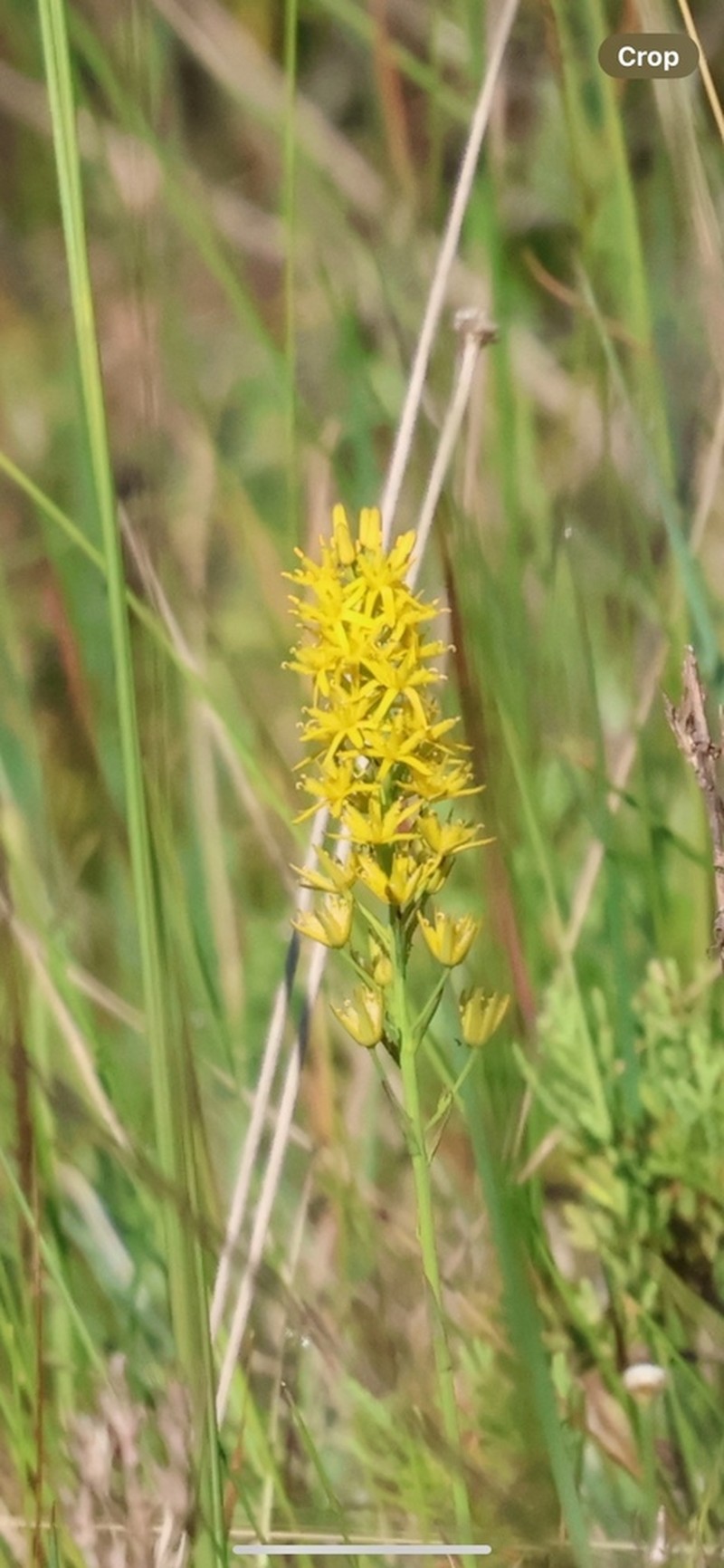 Yellow Asphodel photo 8