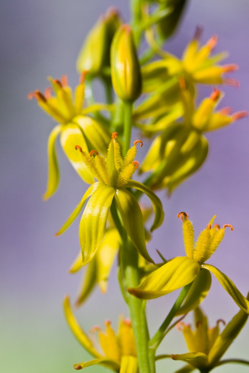 California Bog Asphodel