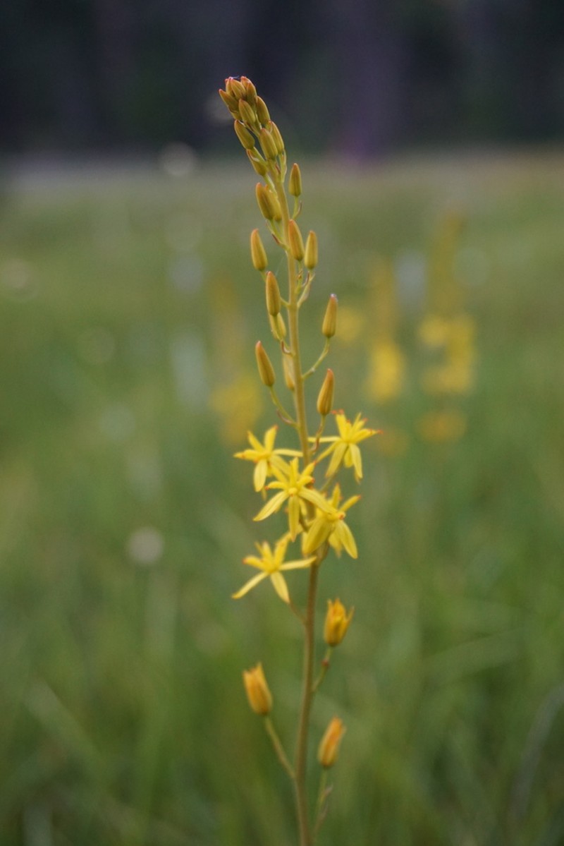 California Bog Asphodel photo 2