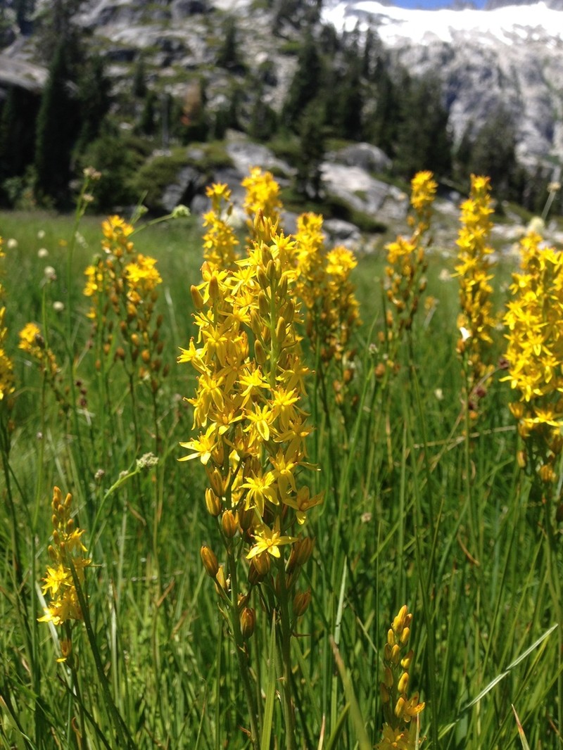 California Bog Asphodel photo 3