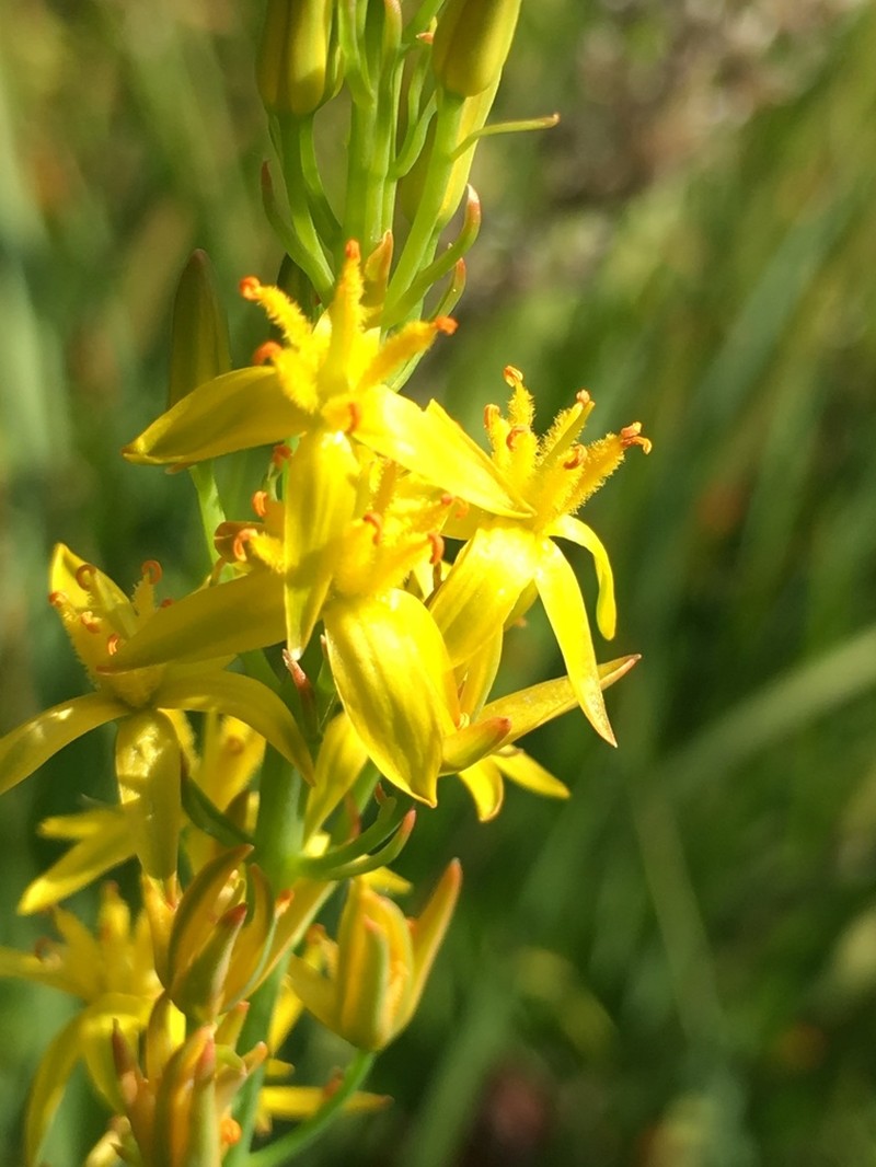 California Bog Asphodel photo 4