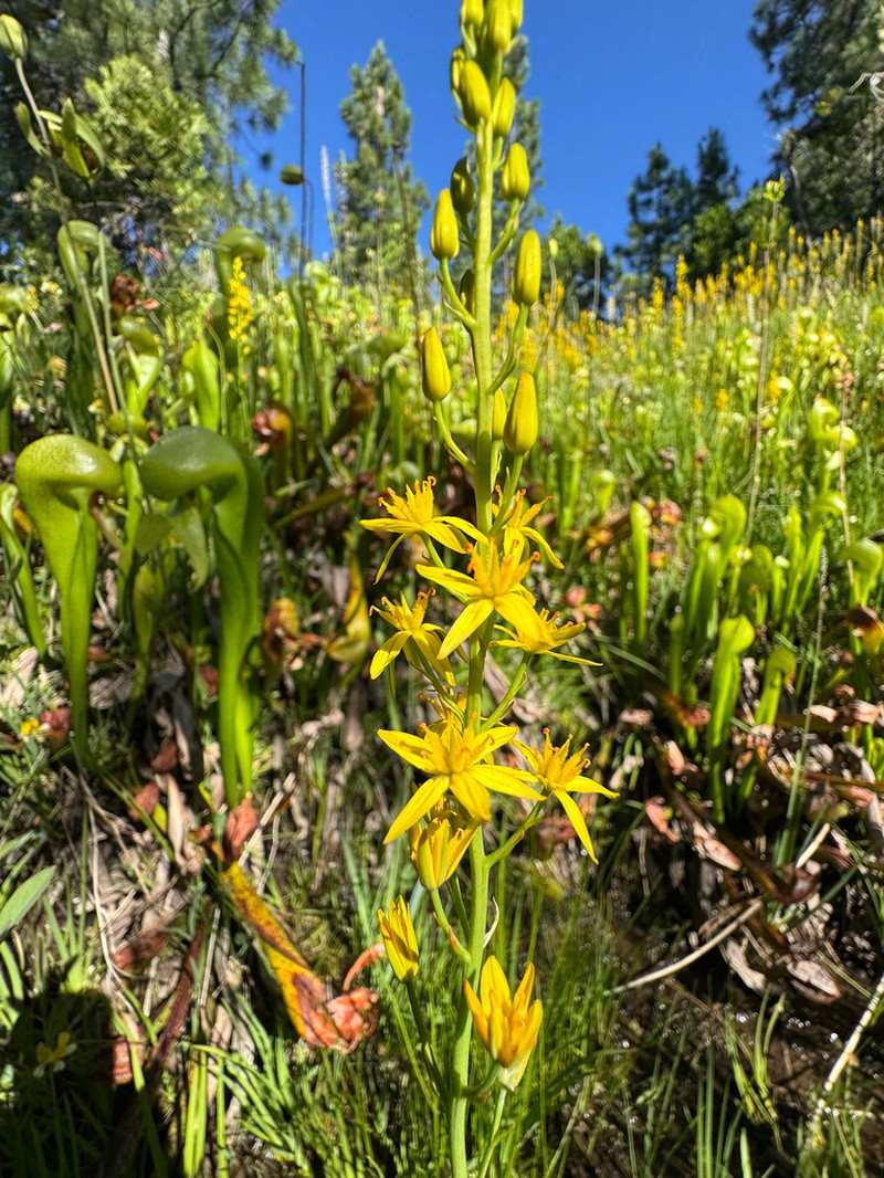 California Bog Asphodel photo 5