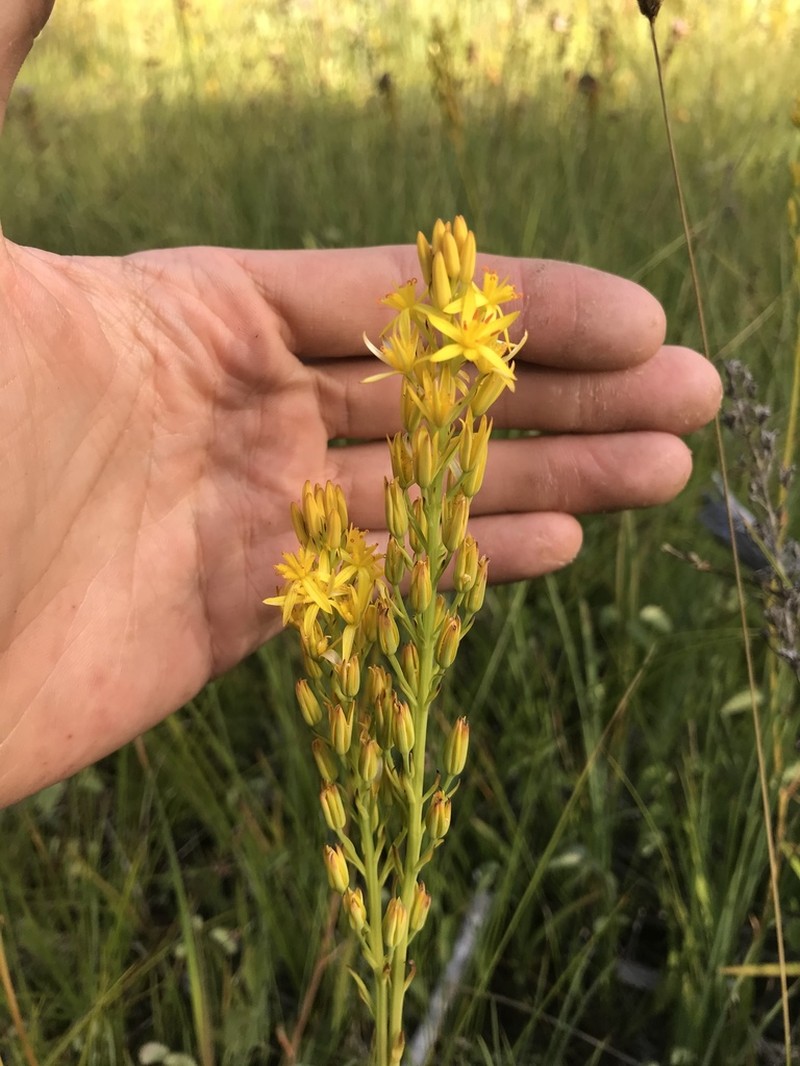 California Bog Asphodel photo 6