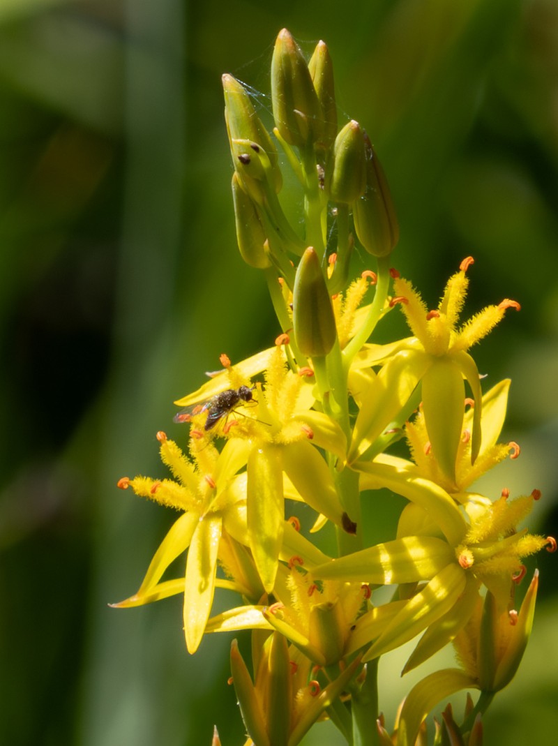 California Bog Asphodel photo 7