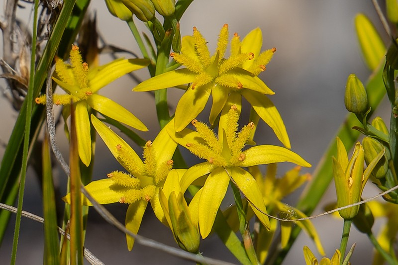 California Bog Asphodel photo 8
