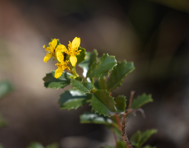 Narvalina domingensis photo 2