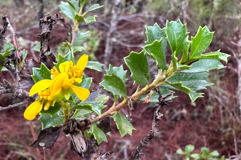 Narvalina domingensis photo 3