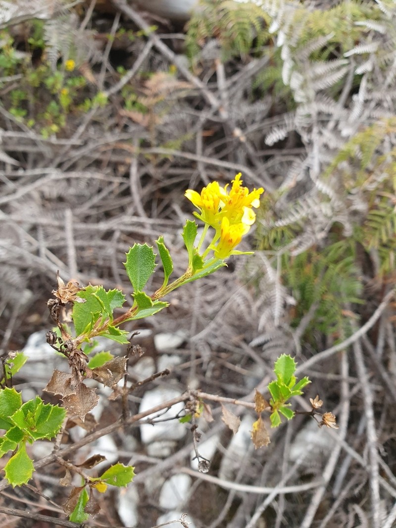 Narvalina domingensis photo 4