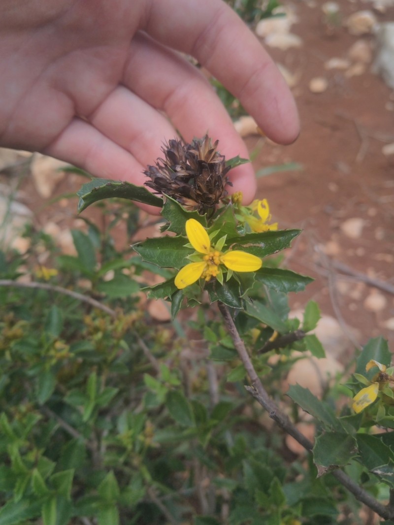 Narvalina domingensis photo 5