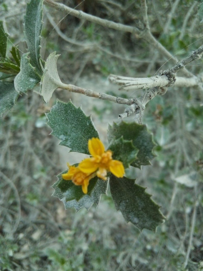 Narvalina domingensis photo 6