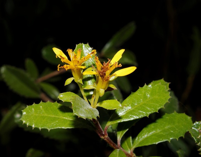 Narvalina domingensis photo 7