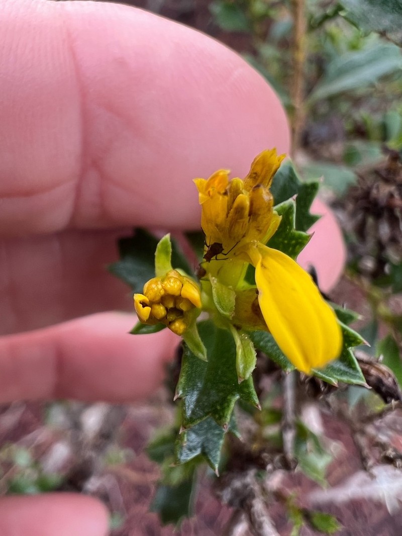 Narvalina domingensis photo 8
