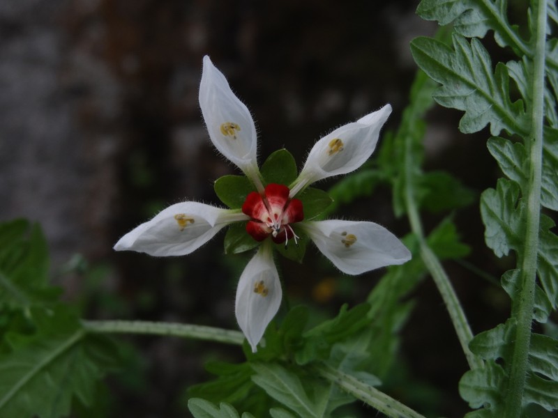 Nasa angeldiazioides