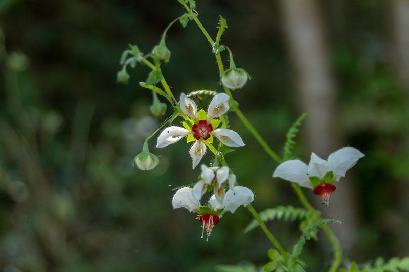 Nasa angeldiazioides photo 2
