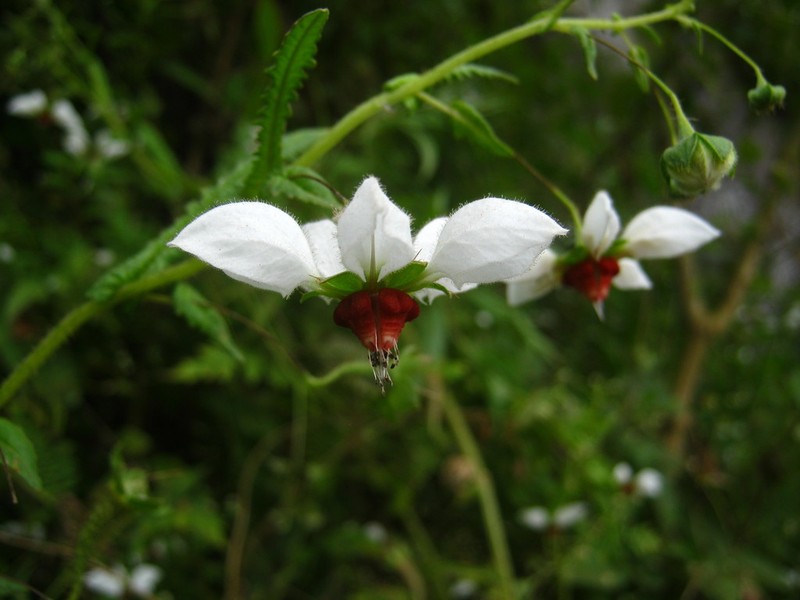 Nasa angeldiazioides photo 3