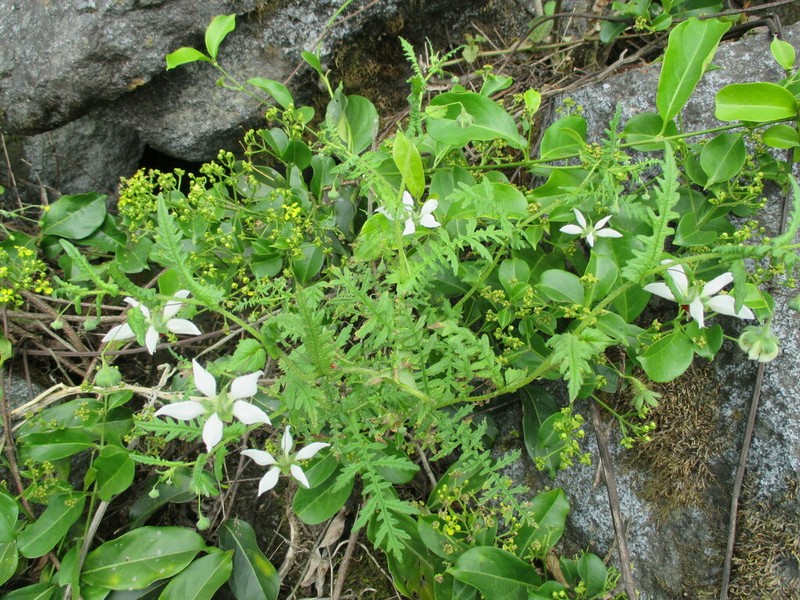 Nasa angeldiazioides photo 4