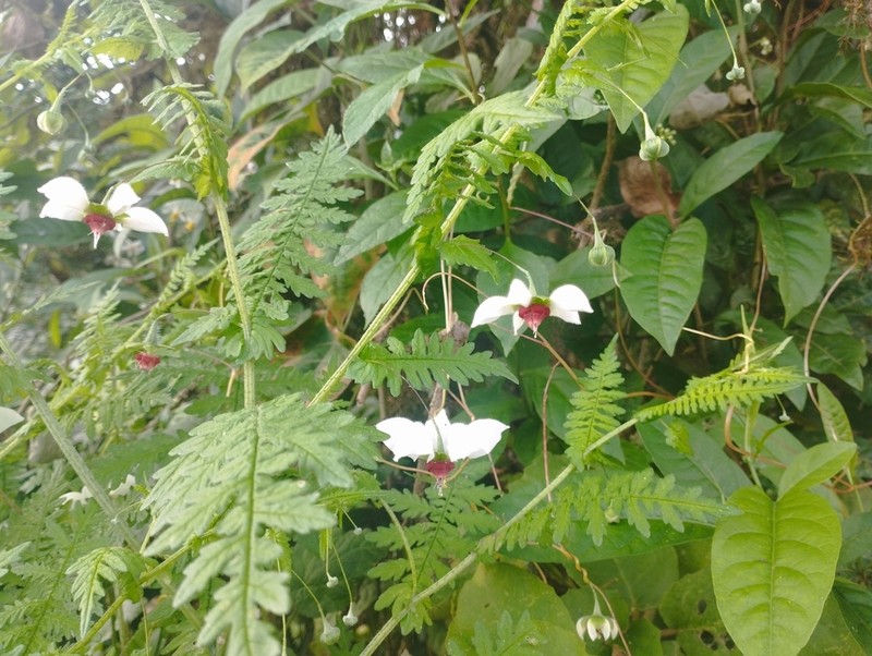 Nasa angeldiazioides photo 5