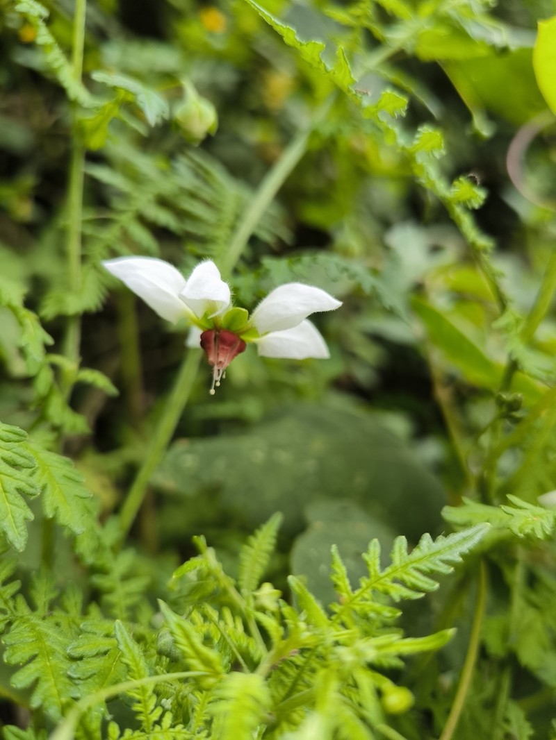 Nasa angeldiazioides photo 6