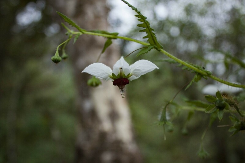 Nasa angeldiazioides photo 7