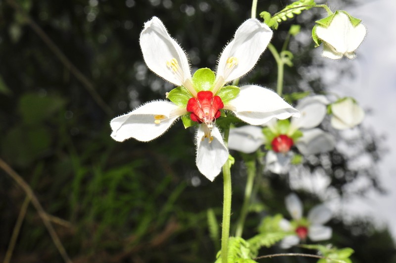 Nasa angeldiazioides photo 8