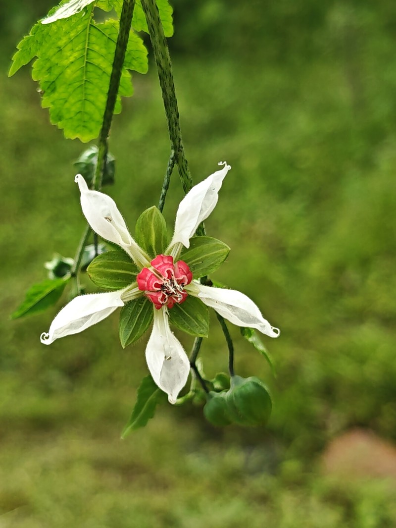 Nasa dyeri subsp. dyeri
