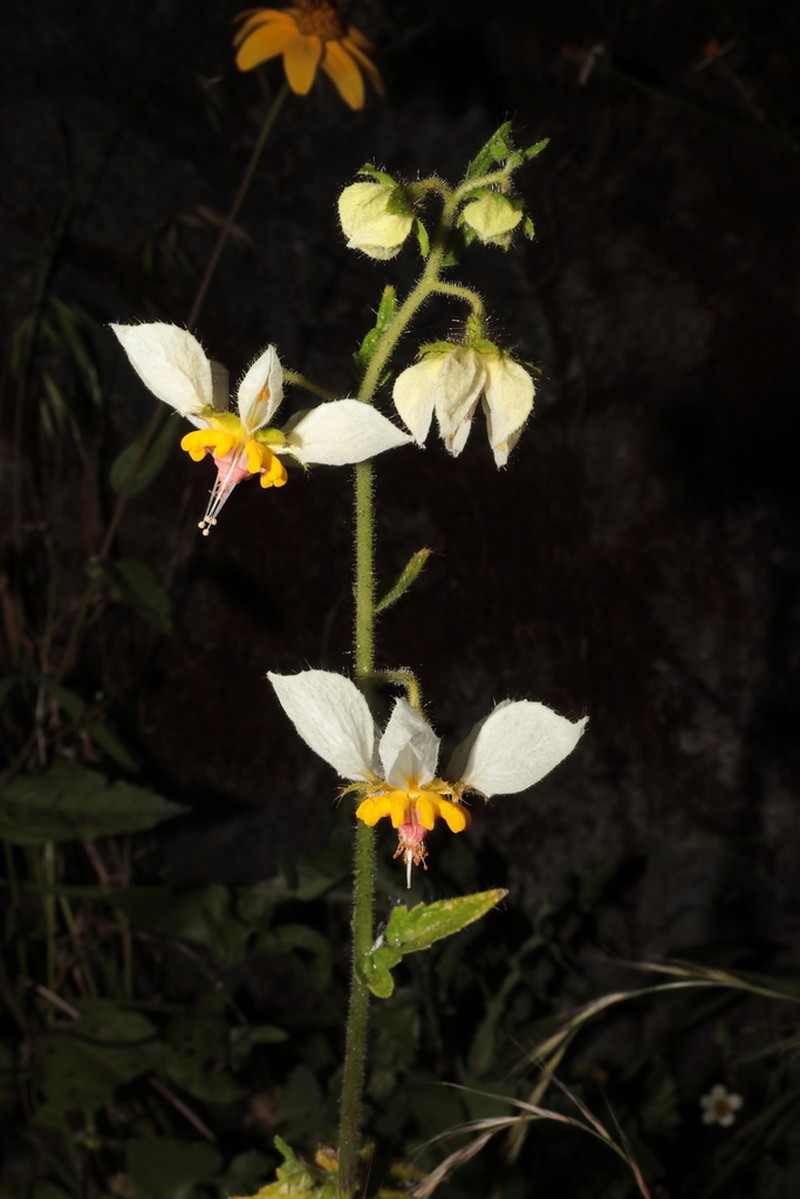 Nasa hastata