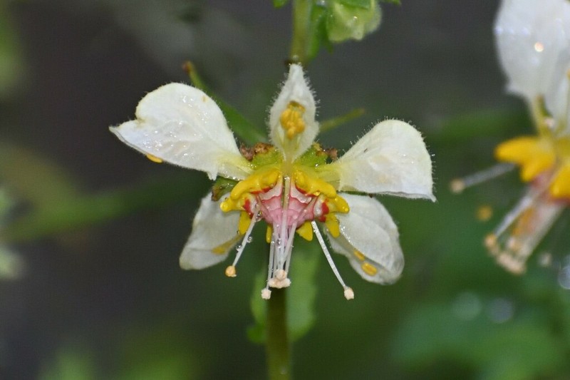 Nasa hastata photo 7