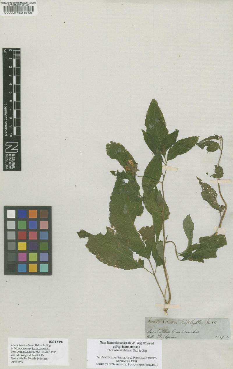 Nasa humboldtiana subsp. humboldtiana