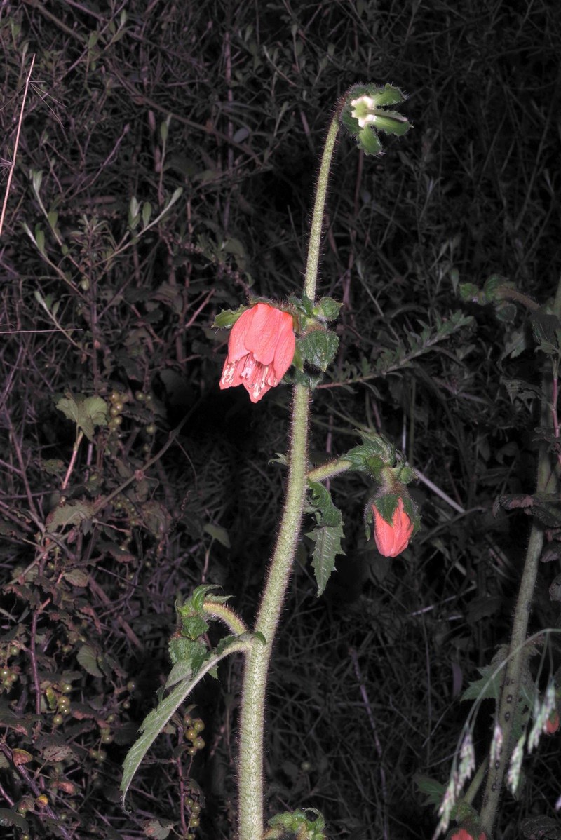 Nasa macrophylla photo 2