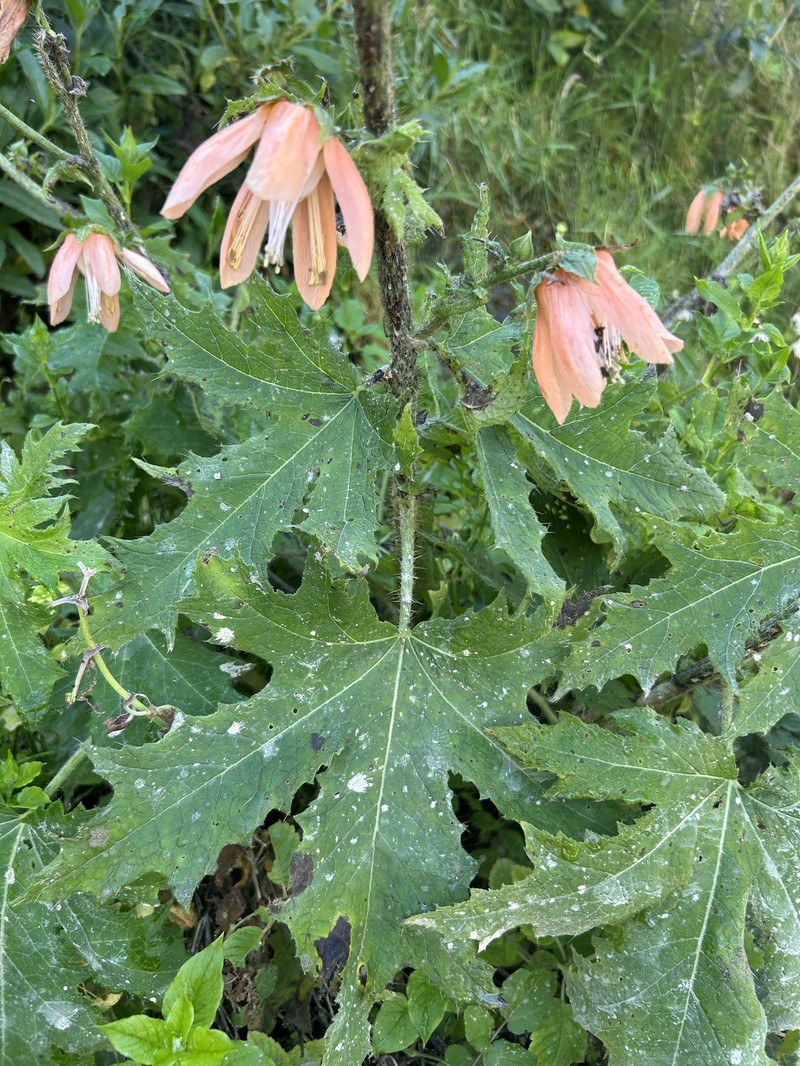 Nasa macrophylla photo 3