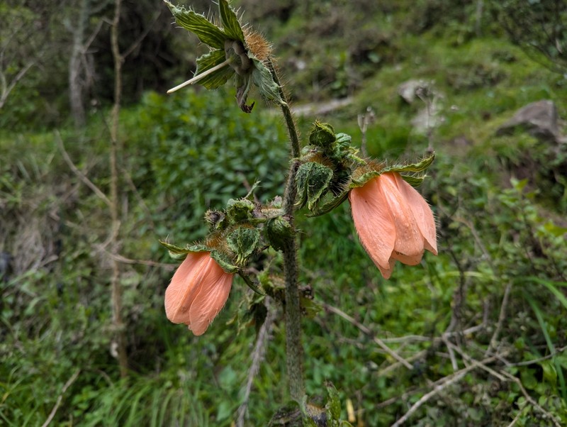 Nasa macrophylla photo 4