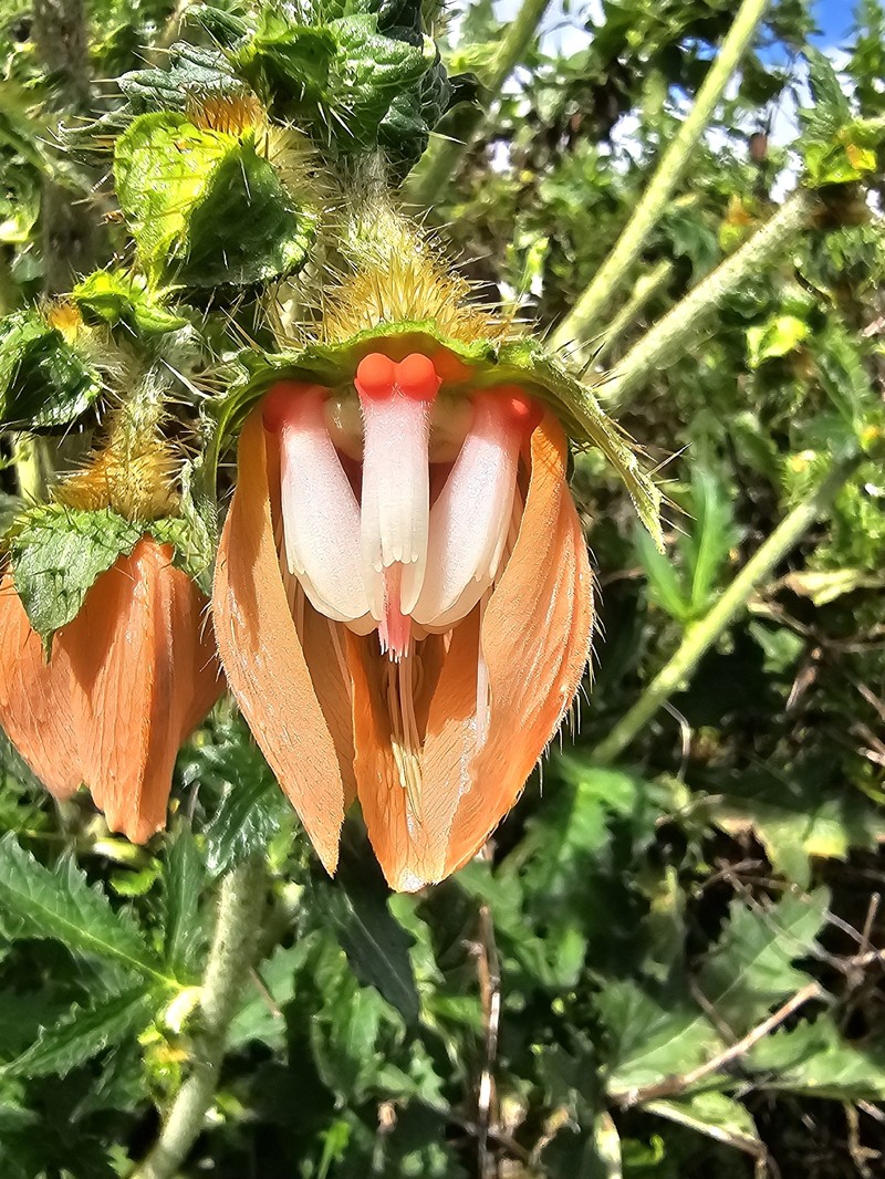 Nasa macrophylla photo 5