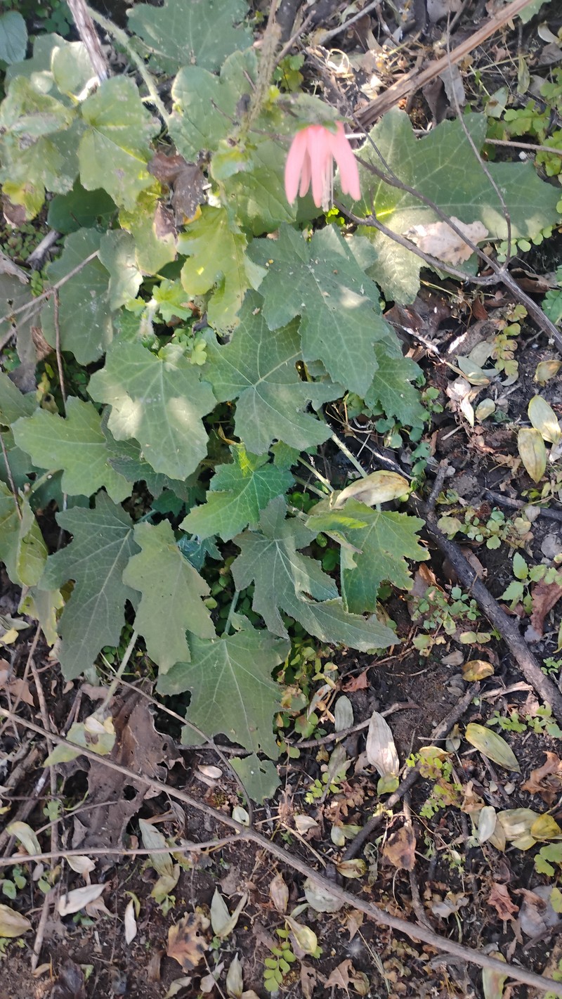 Nasa macrophylla
