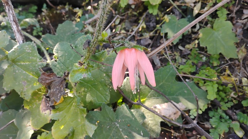 Nasa macrophylla photo 6
