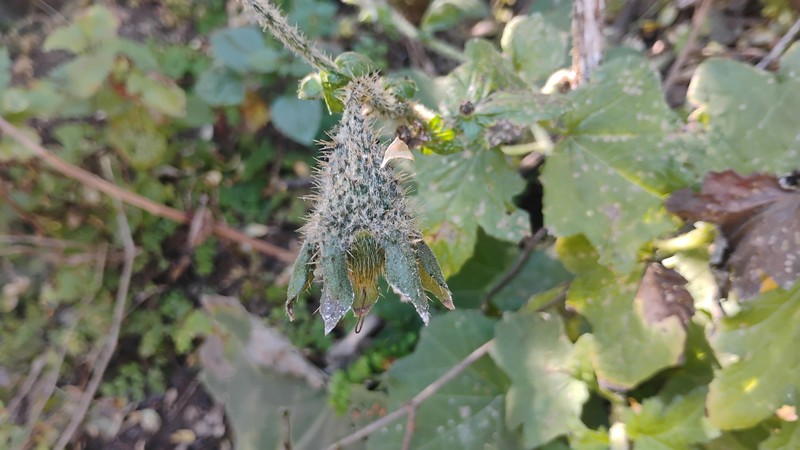 Nasa macrophylla photo 7