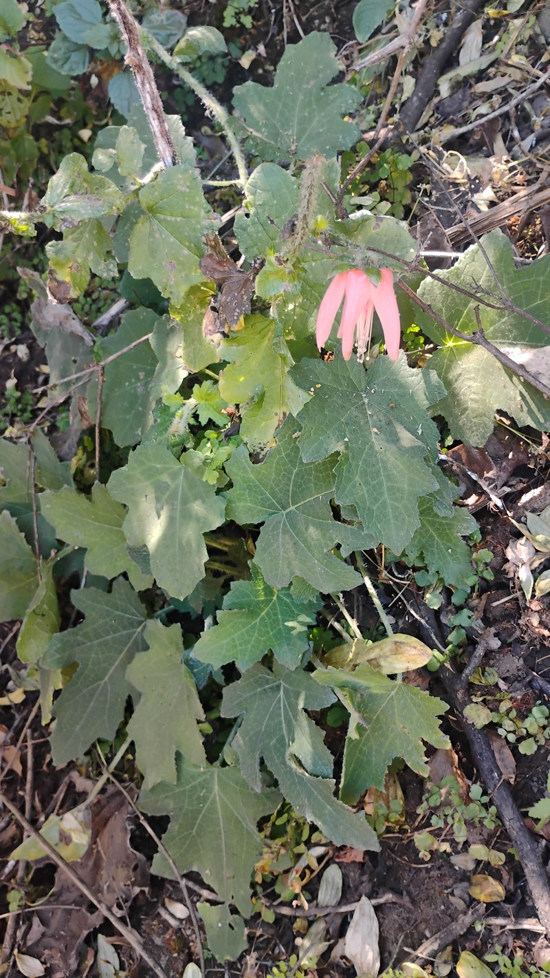 Nasa macrophylla photo 8
