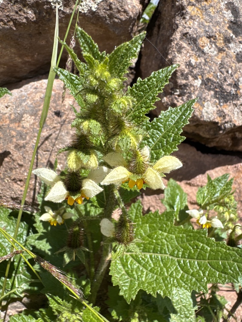 Nasa poissoniana subsp. poissoniana